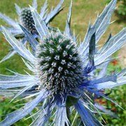 'Jos Eijking' is an herbaceous perennial with silvery-veined foliage. In summer it has metallic blue flower heads surrounded by a ruff of narrow spiky purple bracts. Eryngium x zabelii 'Jos Eijking' added by Shoot)