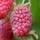 'Malling Promise' is an early fruiting raspberry with thorny stems and firm, red fruit with medium flavour ready for harvest in early summer. This cultivar is heavy cropping, virus resistant and tolerant of poor soils. Rubus idaeus 'Malling Promise' added by Shoot)