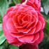 Camellia 'Happy Anniversary'
