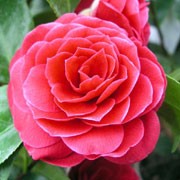 'Happy Anniversary' is a vigorous, upright, evergreen shrub with oval, glossy, dark green leaves and double, red flowers in late winter early spring. Camellia 'Happy Anniversary' added by Shoot)
