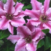 'Ooh La La' is a compact, deciduous, climbing perennial with ovate, mid-green leaves and, in late spring through summer, pink, frilled flowers with dark pink bars down the centre of each petal. This is a compact cultivar suitable for containers. Clematis 'Ooh La La' added by Shoot)
