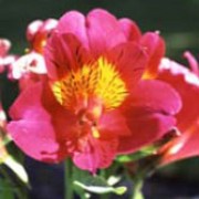'Ceres' is a compact, clump-forming, herbaceous perennial with lance-shaped leaves and upright stems bearing terminal umbels of bright pink flowers with yellow centres in summer through autumn. Alstroemeria 'Ceres' added by Shoot)