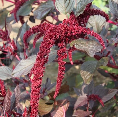Amaranthus 'Red Army'