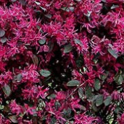 'Pearl' is a rounded, bushy, tender, evergreen shrub with oval to ovate, dark green leaves and fragrant, spider-like, deep rose-pink flowers in late winter or early spring. Loropetalum chinense 'Pearl' added by Shoot)