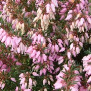 'March Seedling' is a low, spreading, evergreen shrub with small, linear, dark green leaves and long racemes of pink, urn-shaped flowers in late winter and early spring. Erica carnea 'March Seedling' added by Shoot)