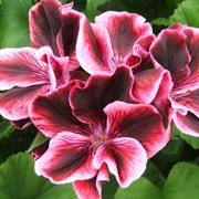 'Yhu' is bushy, tender, evergreen perennial with rounded, toothed, mid-green leaves and, in summer, clusters of single, slightly frilled, pink flowes with large maroon blotches. Pelargonium 'Yhu' added by Shoot)