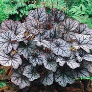 'Guardian Angel' is a compact, clump-forming, semi-evergeen perennial with rounded, lobed, purple-veined, silver-grey leaves and loose panicles of white flowers on slender, erect stems in late summer and early autumn. Heuchera 'Guardian Angel' added by Shoot)