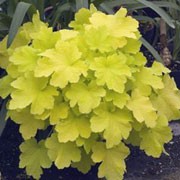 'Citronelle' is a compact, dense, clump-forming, semi-evergeen perennial with rounded, lobed, bright yellow to yellow-green leaves and loose panicles of cream flowers on slender, erect stems in summer. Heuchera 'Citronelle' added by Shoot)