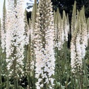 'Joanna' is a clump-forming, tufted perennial with basal rosettes of strap-shaped, dark green leaves and tall stems bearing dense, erect racemes of star-shaped, white flowers in summer. Eremurus 'Joanna' added by Shoot)
