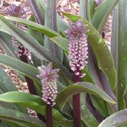 'Sparkling Burgundy' is a rosette-forming, bulbous perennial with wavy, semi-erect, lance-shaped, dark red-purple to olive-green leaves and, in summer, purple stems bearing dense racemes of red-purple buds opening to pale pink or white flowers topped with red-purple, leafy bracts. Eucomis comosa 'Sparkling Burgundy'  added by Shoot)