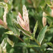 'Flamingo' is a bushy, deciduous shrub with yellow catkins on bare stems in early spring, bright pink shoots and leaves in mid- to late spring turning dappled green and white in summer and, with regular pruning, red stems in winter. Salix integra 'Flamingo' added by Shoot)