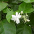 Jasminum sambac 