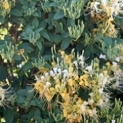 'Sweet Isabel' is a compact, dwarf, woody, twining, semi-evergreen climber with broadly elliptic to ovate, mid- to blue-green leaves and fragrant, tubular flowers in shades of yellow blooming in early summer and again in early autumn. Lonicera 'Sweet Isabel' added by Shoot)