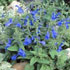 Salvia patens 'Patio Deep Blue' (Patio Series)