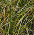 Carex dipsacea 'Dark Horse'