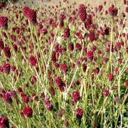 'Red Thunder' is a compact, clump-forming, rhizomatous perennial with finely-divided, pinnate, mid- to blue-green leaves and upright, slender stems bearing erect spikes of red flowers from early summer to early autumn. Sanguisorba officinalis 'Red Thunder' added by Shoot)