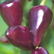 'Purple Jalapeno' is an upright, sturdy, chilli pepper plant with wide, lance-shaped, mid- to dark green leaves, white flowers and, in summer, tapered, small to medium, hot fruit that start purple, maturing to red by the end of the growing season. Capsicum annuum 'Purple Jalapeno' added by Shoot)