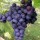 'Dornfelder' is a hardy, vigorous, woody, deciduous vine with mid-green, lobed leaves turning yellow, orange or red in autumn and clusters of large, edible, purple-blue grapes ready for harvest in early to mid-autumn. Vitis vinifera 'Dornfelder' added by Shoot)