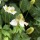  (26/02/2022) Anemone virginiana added by Shoot)