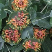 'Fire Cracker' is a deciduous or semi-evergreen, twining climber with round, blue-green leaves and whorls of pink to orange-red flowers with yellow anthers in summer followed by round, red fruit in autumn. Lonicera 'Fire Cracker' added by Shoot)