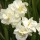 'Bridal Crown' is a clump-forming, bulbous perennial with erect, strap-like, mid-green leaves and clusters of fragrant, double, white to cream flowers with yellow centres blooming in mid- to late spring. Narcissus 'Bridal Crown' added by Shoot)