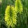 'Dorset Sentry' is a clump-forming, deciduous perennial with toothed, grass-like, mid-green leaves and, in late summer to early autumn, erect, bronze stems bearing upright racemes of acid yellow flowers opening from bright green buds. Kniphofia 'Dorset Sentry' added by Shoot)