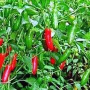 'Serrano' is a vigorous, upright, chilli pepper plant with wide, lance-shaped, mid-green leaves, white flowers and, in summer, small, tapered, hot fruit that mature from green to red.  Capsicum annuum 'Serrano' added by Shoot)