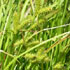 Carex lurida