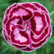 'Becky Robinson' is a compact, mound-forming, evergreen perennial with linear, blue-green leaves and, in summer, fragrant, semi-double pale to rose-pink flowers laced with dark red. Dianthus 'Becky Robinson'  added by Shoot)