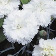 'Devon Dove' is a bushy, mound-forming, evergreen perennial with linear, grey-green leaves and, in summer, long stems bearing fragrant, double, white flowers with fringed petals.  Dianthus 'Devon Dove'  added by Shoot)