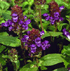 Prunella grandiflora violet-flowered