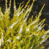 Calluna vulgaris 'Gold Haze'