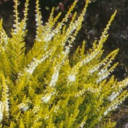 'Gold Haze' is a compact, upright to spreading, evergreen shrub with narrow, bright yellow leaves and racemes of white flowers in summer and autumn.
 Calluna vulgaris 'Gold Haze' added by Shoot)