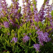 'Blazeaway' is a dense, mat-forming, evergreen shrub with narrow, golden-yellow leaves turning bright red in autumn and racemes of lavender flowers in summer and autumn. Calluna vulgaris 'Blazeaway' added by Shoot)