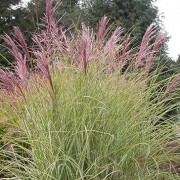  (31/01/2021) Miscanthus sinensis 'Morning Light' added by Shoot)