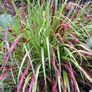 'Shenandoah' is a narrowly upright, clump-forming, deciduous perennial grass with flat, linear, red-tipped mid-green leaves in summer turning burgundy in autumn. Large, weeping panicles of tiny, red-pink flowers bloom in early autumn. Panicum virgatum 'Shenandoah' added by Shoot)