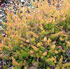 Erica cinerea f. aureifolia 'Apricot Charm'