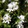 Westringia fruticosa added by Shoot)