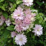 'Dancing Queen' is a deciduous climber with mid- to dark green leaves and semi-double to double, pale pink flowers blooming in late spring, early summer and again in early autumn. Clematis 'Dancing Queen' added by Shoot)