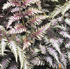 Athyrium niponicum var. pictum 'Pewter Lace'