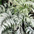 Athyrium niponicum var. pictum 'Silver Falls'