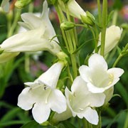 'Pensham Wedding Day' is a bushy, clump-forming, semi-evergreen perennial with linear to lance-shaped, mid-green leaves and upright racemes of tubular, white flowers from midsummer to mid-autumn. Penstemon 'Pensham Wedding Day' added by Shoot)