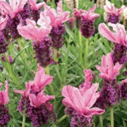 'Sugarberry Ruffles' is an upright to rounded, bushy, evergreen shrub with linear, grey-green leaves and, in summer, slender, upright stems bearing dense spikes of fragrant, pink flowers with conspicuous, pink terminal bracts. Lavandula stoechas 'Sugarberry Ruffles'  added by Shoot)