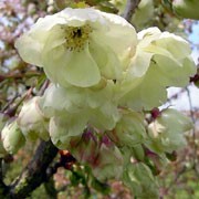 'Ukon' is a small, vigorous, spreading, deciduous tree with elliptic, tapered, dark green leaves, bronze when young and turning red-brown in autumn. In mid-spring, pink buds open to semi-double, yellow-flushed, white flowers that are sometimes flushed pink. Prunus 'Ukon' added by Shoot)