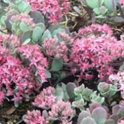 'Lidakense' is a trailing, sometimes woody-based, succulent herbaceous perennial with rounded, fleshy, purple-flushed, blue-green leaves and branching stems bearing terminal clusters of star-shaped, rose-pink flowers in early autumn. Sedum cauticola 'Lidakense' added by Shoot)