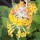 Primula × bulleesiana  added by Shoot)
