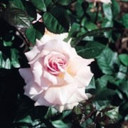 'A Whiter Shade Of Pale' is an upright to spreading, bushy, thorny, deciduous shrub with ovate, glossy, dark green leaves and fragrant, double, pink-flushed, white flowers from late spring until autumn. Rosa 'A Whiter Shade Of Pale' added by Shoot)