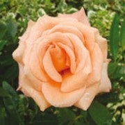 'Arc Angel' is an upright, thorny, deciduous shrub with ovate, toothed, glossy, mid-green leaves and fragrant, double, apricot-pink flowers from late spring to autumn. Rosa 'Arc Angel' added by Shoot)