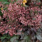 'Gypsy Dancer' is a compact, clump-forming, semi-evergeen perennial with rounded, silver foliage marked with dark purple veins, and loose panicles of pale pink flowers on slender, erect stems in late spring and throughout summer. Heuchera 'Gypsy Dancer' added by Shoot)