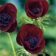 'Bordeaux' is a clump-forming tuberous perennial with finely divided leaves.  In late spring to early summer, it bears deep red cup-shaped flowers. Anemone coronaria 'Bordeaux' added by Shoot)